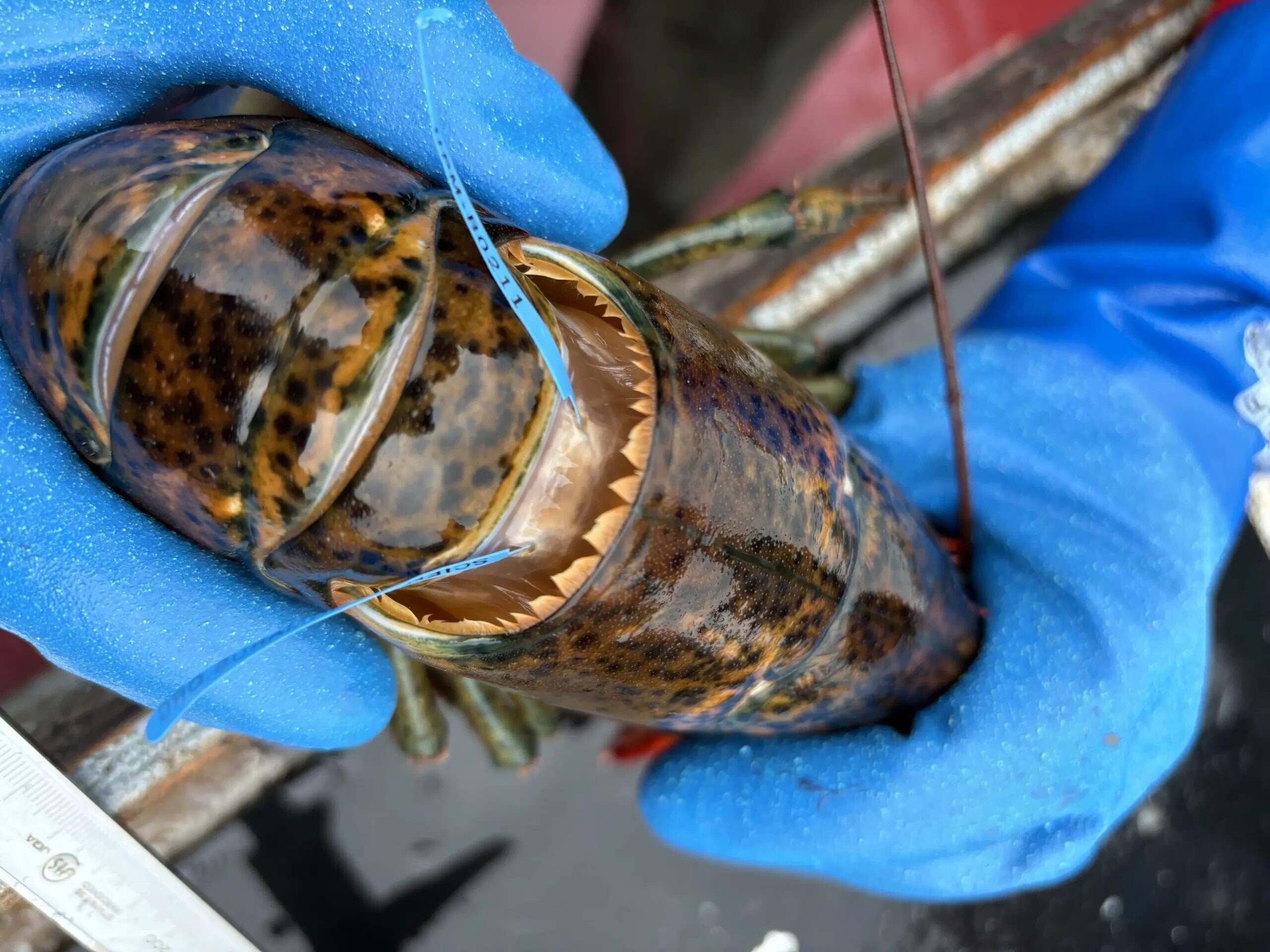 Close-up of a lobster marked with a blue tag